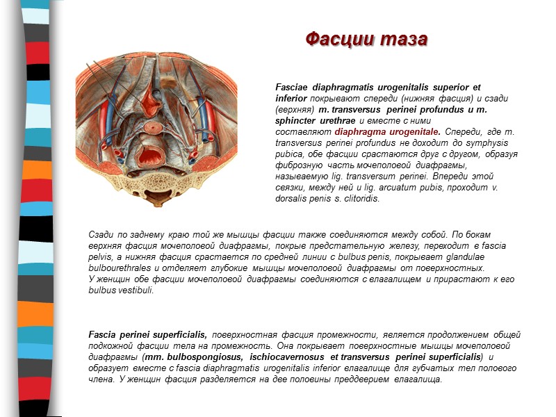 Фасции таза Fasciae diaphragmatis urogenitalis superior et inferior покрывают спереди (нижняя фасция) и сзади